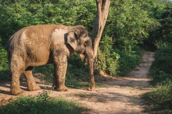 🐘💦 Full Day Tour: Elephant Bathing, Pak Ou Caves, Villages And Kuang Si Waterfall