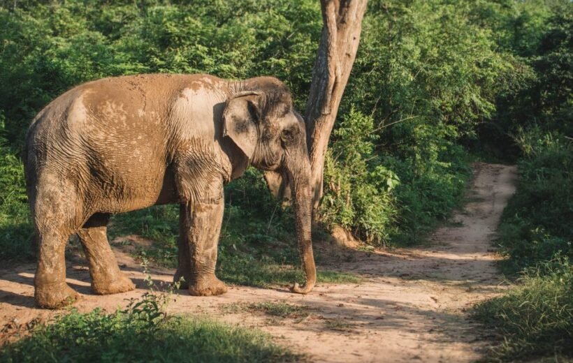 🐘💦 Full Day Tour: Elephant Bathing, Pak Ou Caves, Villages And Kuang Si Waterfall